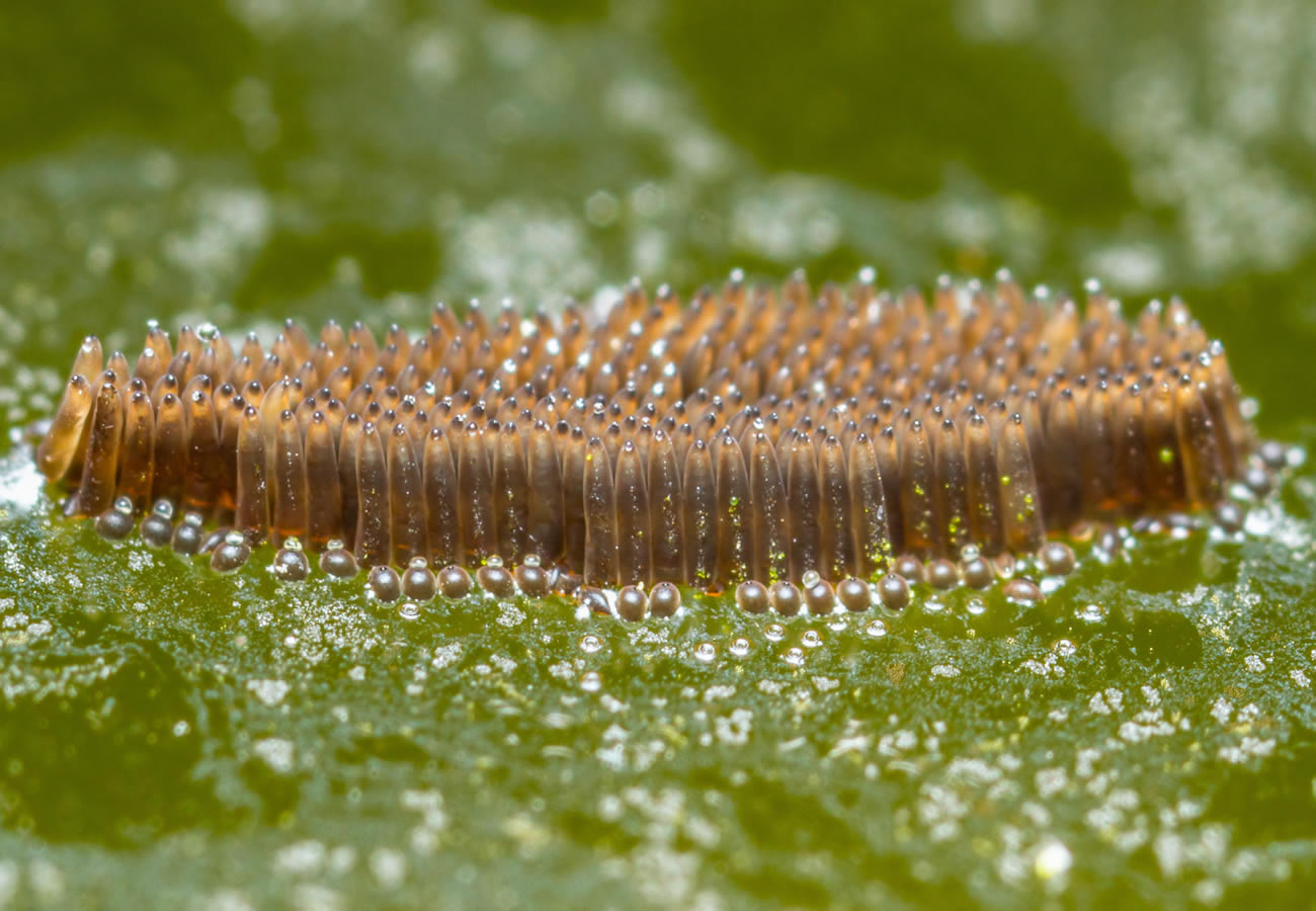 Where Do Mosquitos Go in the Winter?